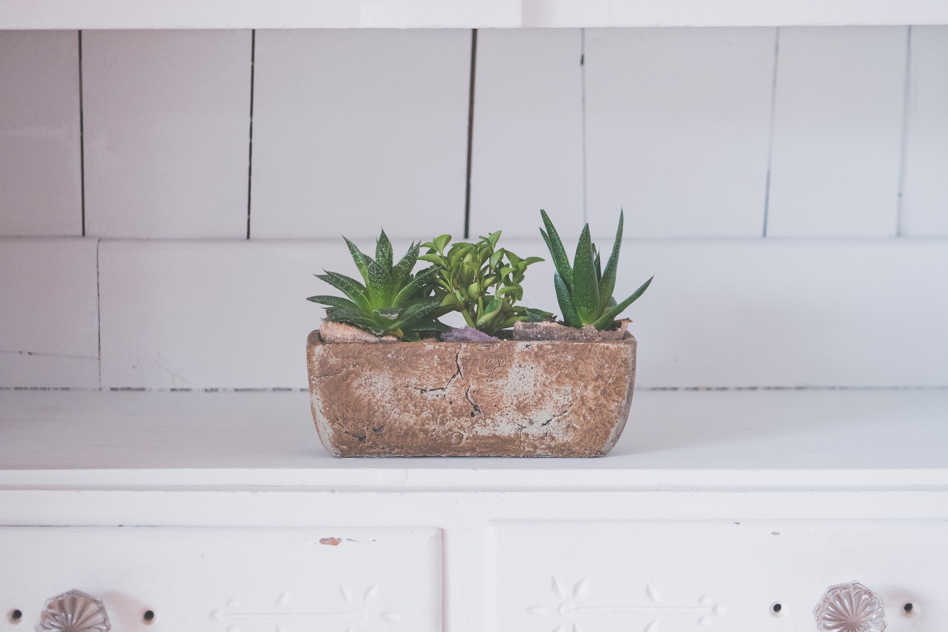 kitchen table plant